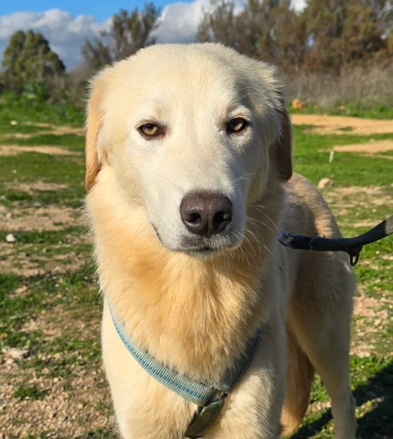 Nala, female Labrador Retriever for adoption at Tierschutzverein Furbys FellFreunde, Bornheim