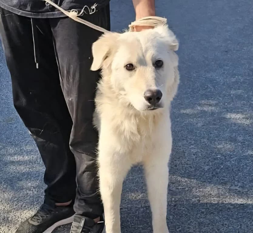 Girella, female German Shepherd for adoption at Tierschutzverein Furbys FellFreunde, Bornheim