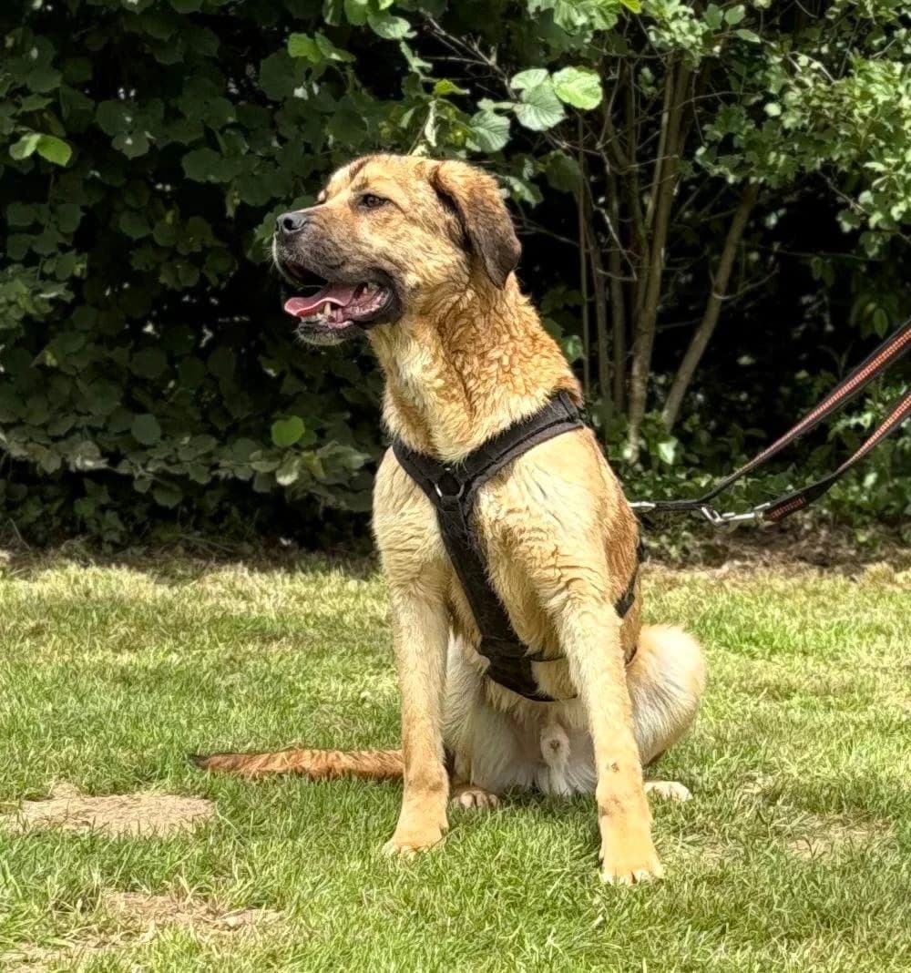 Luca, male Mixed Breed for adoption at Tierschutzverein Furbys FellFreunde, Bornheim