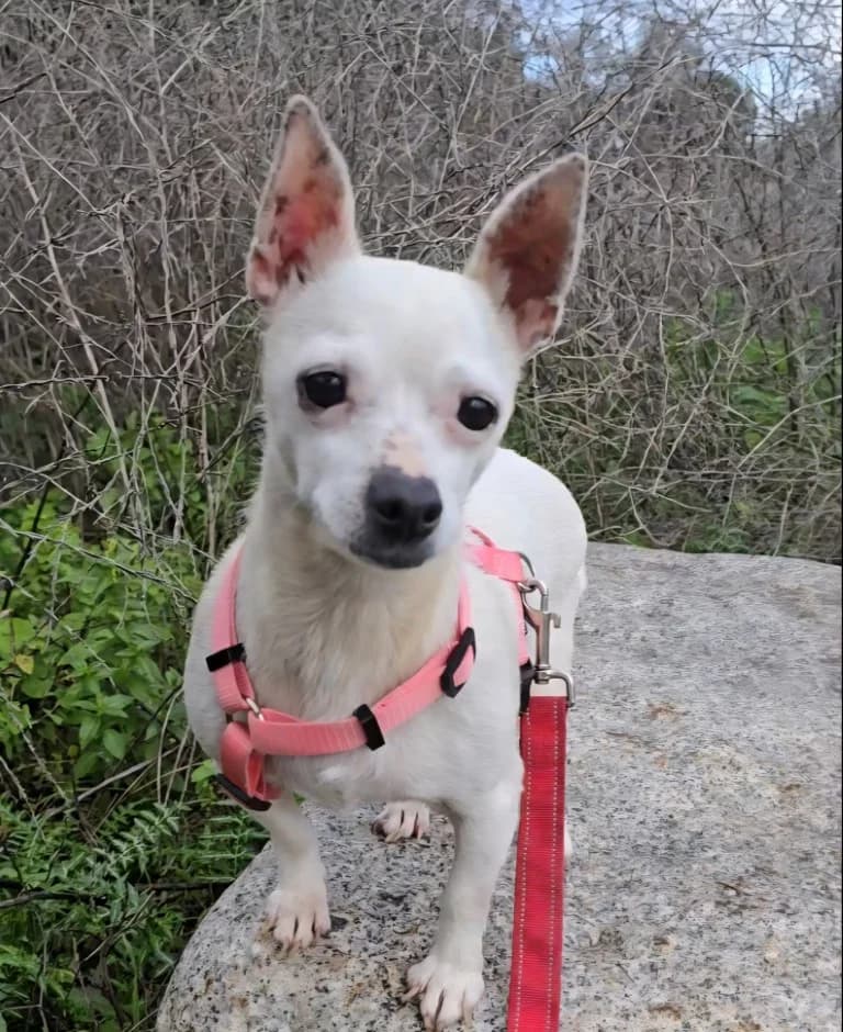Mimma, female Chihuahua for adoption at Tierschutzverein Furbys FellFreunde, Bornheim