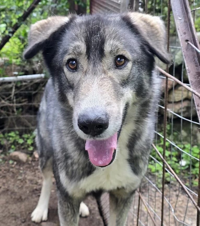 Duke, male Husky for adoption at Tierschutzverein Furbys FellFreunde, Bornheim