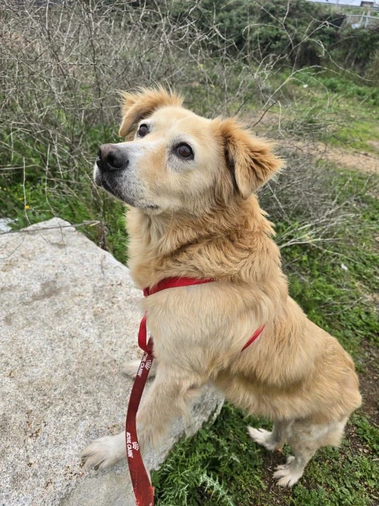 Tom, male senior Golden Retriever for adoption at Tierschutzverein Furbys FellFreunde, Bornheim