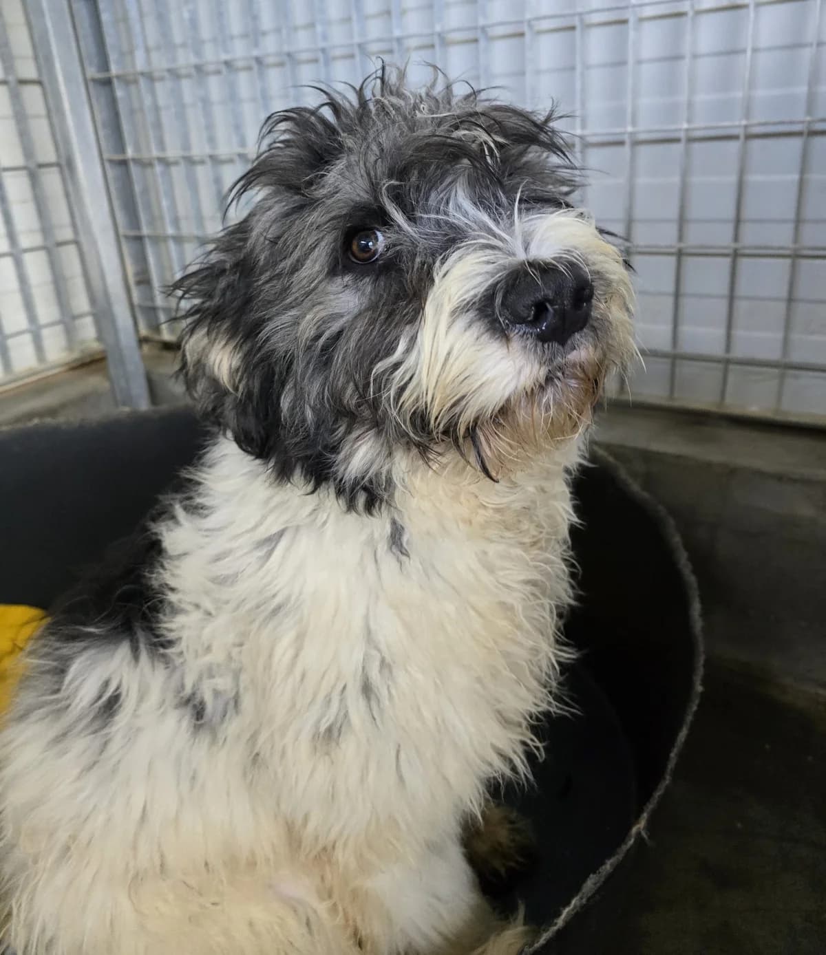 Martino, male puppy Mixed Breed for adoption at Tierschutzverein Furbys FellFreunde, Bornheim