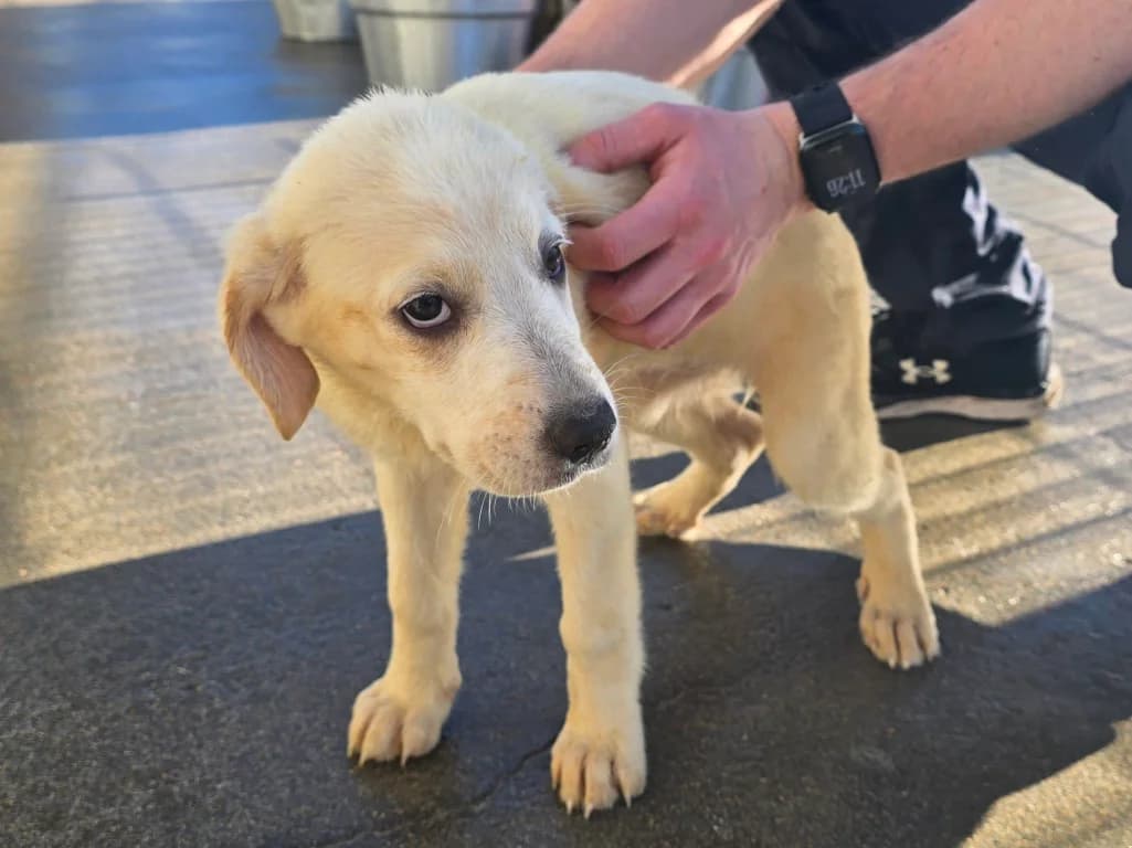 Naira, female puppy Labrador Retriever for adoption at Tierschutzverein Furbys FellFreunde, Bornheim