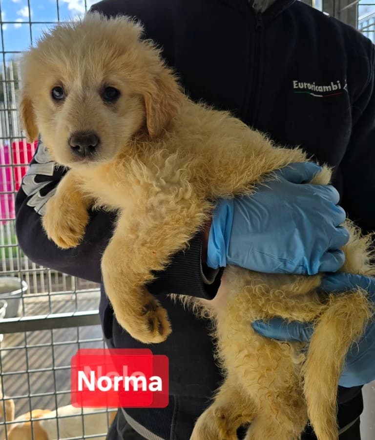 Norma, female puppy Labrador Retriever for adoption at Tierschutzverein Furbys FellFreunde, Bornheim