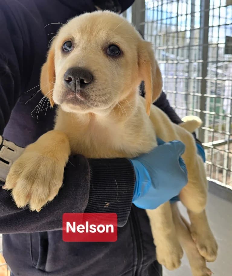Nelson, male puppy Labrador Retriever for adoption at Tierschutzverein Furbys FellFreunde, Bornheim