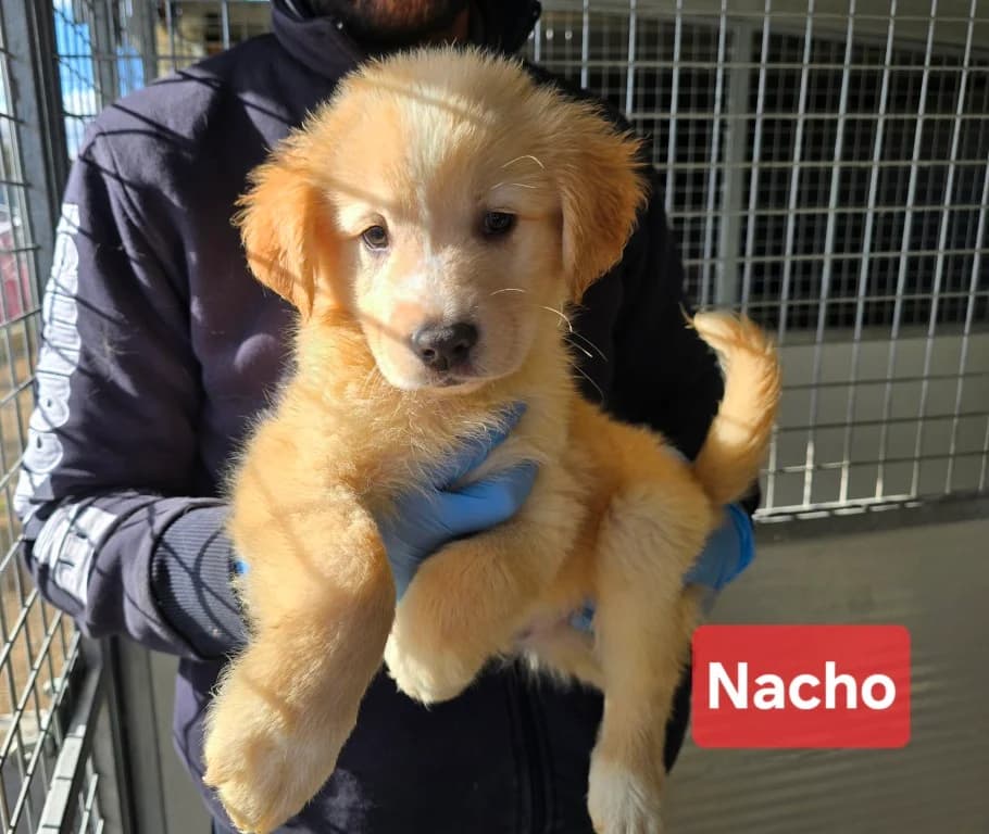 Nacho, male puppy Labrador Retriever for adoption at Tierschutzverein Furbys FellFreunde, Bornheim