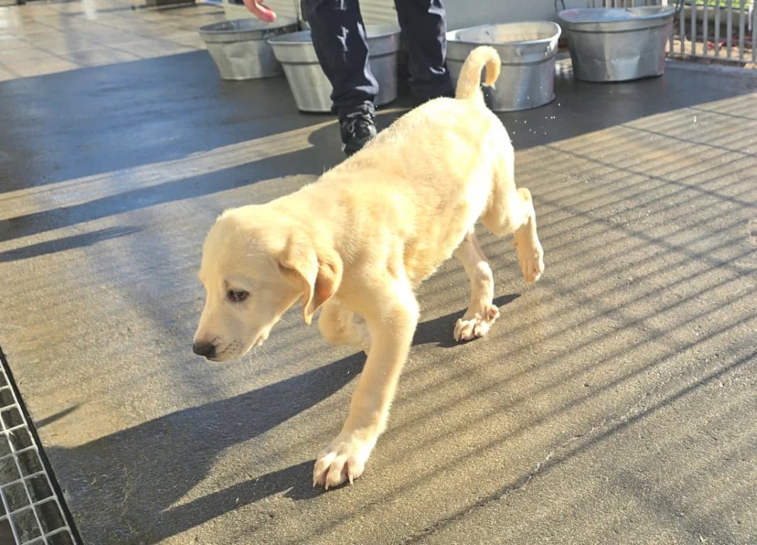 Nami, female puppy Labrador Retriever for adoption at Tierschutzverein Furbys FellFreunde, Bornheim