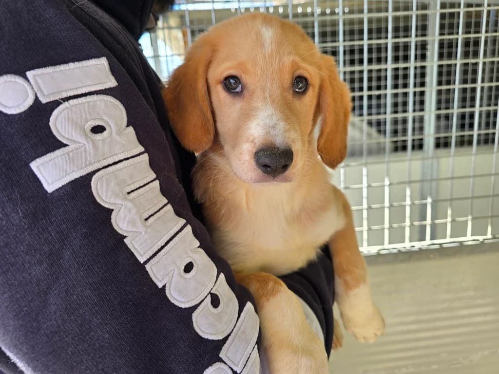 Nele, female puppy Labrador Retriever for adoption at Tierschutzverein Furbys FellFreunde, Bornheim