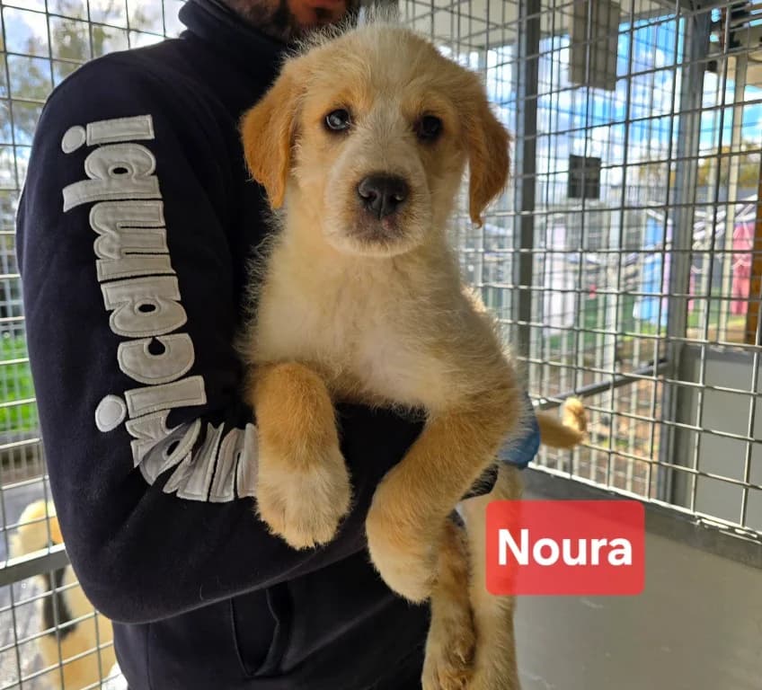 Noura, female puppy Labrador Retriever for adoption at Tierschutzverein Furbys FellFreunde, Bornheim