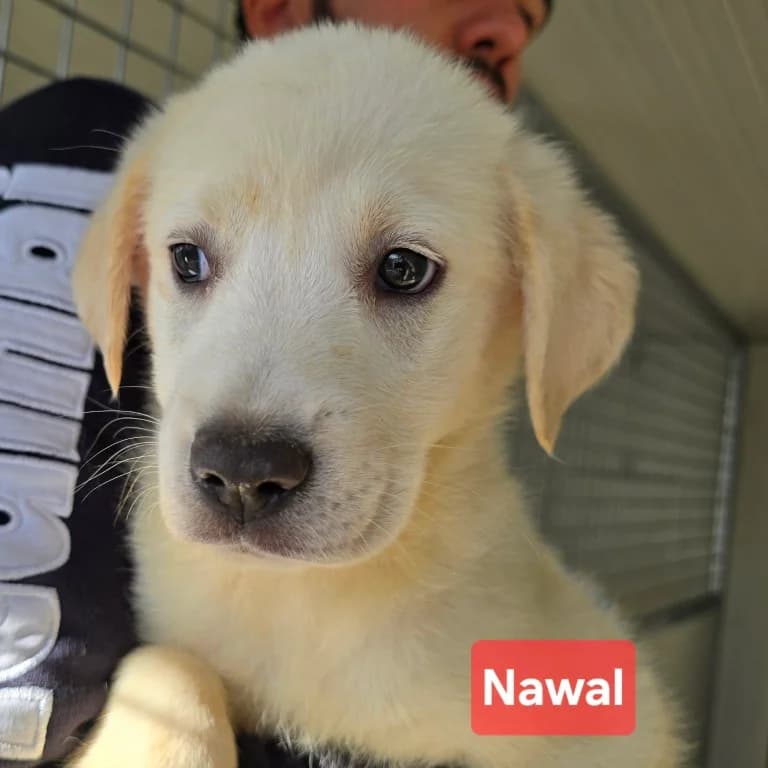 Nawal, female puppy Labrador Retriever for adoption at Tierschutzverein Furbys FellFreunde, Bornheim
