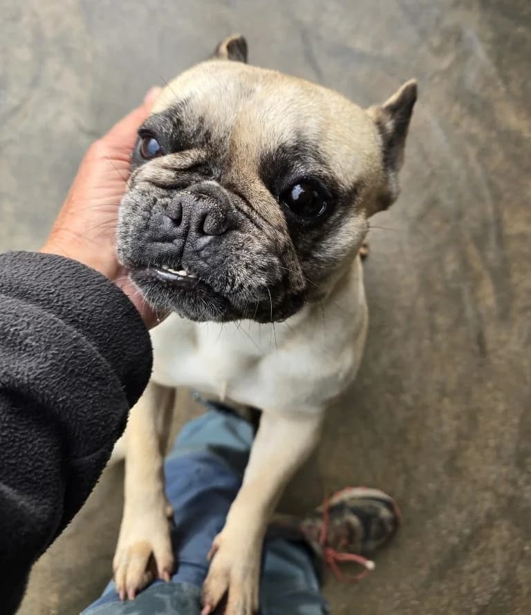 Daisy, female French Bulldog for adoption at Tierschutzverein Furbys FellFreunde, Bornheim