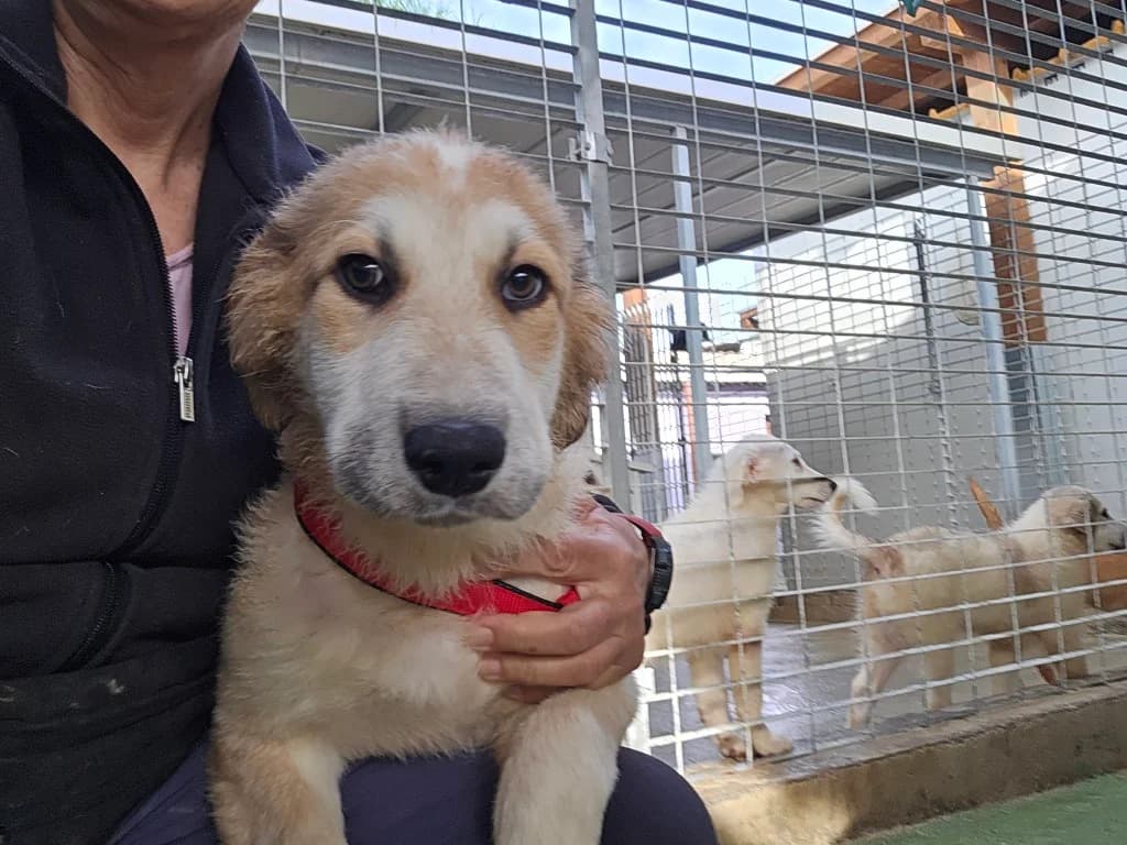 Tao, male puppy Mixed Breed for adoption at Tierschutzverein Furbys FellFreunde, Bornheim