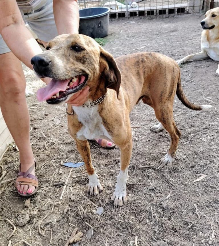 Toots, male Mixed Breed for adoption at Tierschutzverein Furbys FellFreunde, Bornheim
