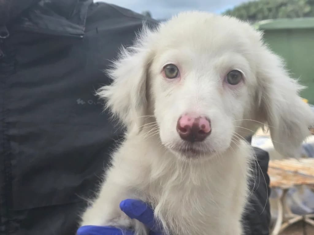 Monia, female puppy Golden Retriever for adoption at Tierschutzverein Furbys FellFreunde, Bornheim