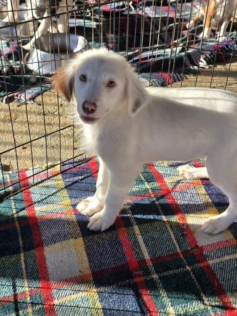 Mara, female puppy Golden Retriever for adoption at Tierschutzverein Furbys FellFreunde, Bornheim