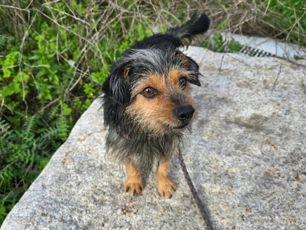 Camelot, male Yorkshire Terrier for adoption at Tierschutzverein Furbys FellFreunde, Bornheim