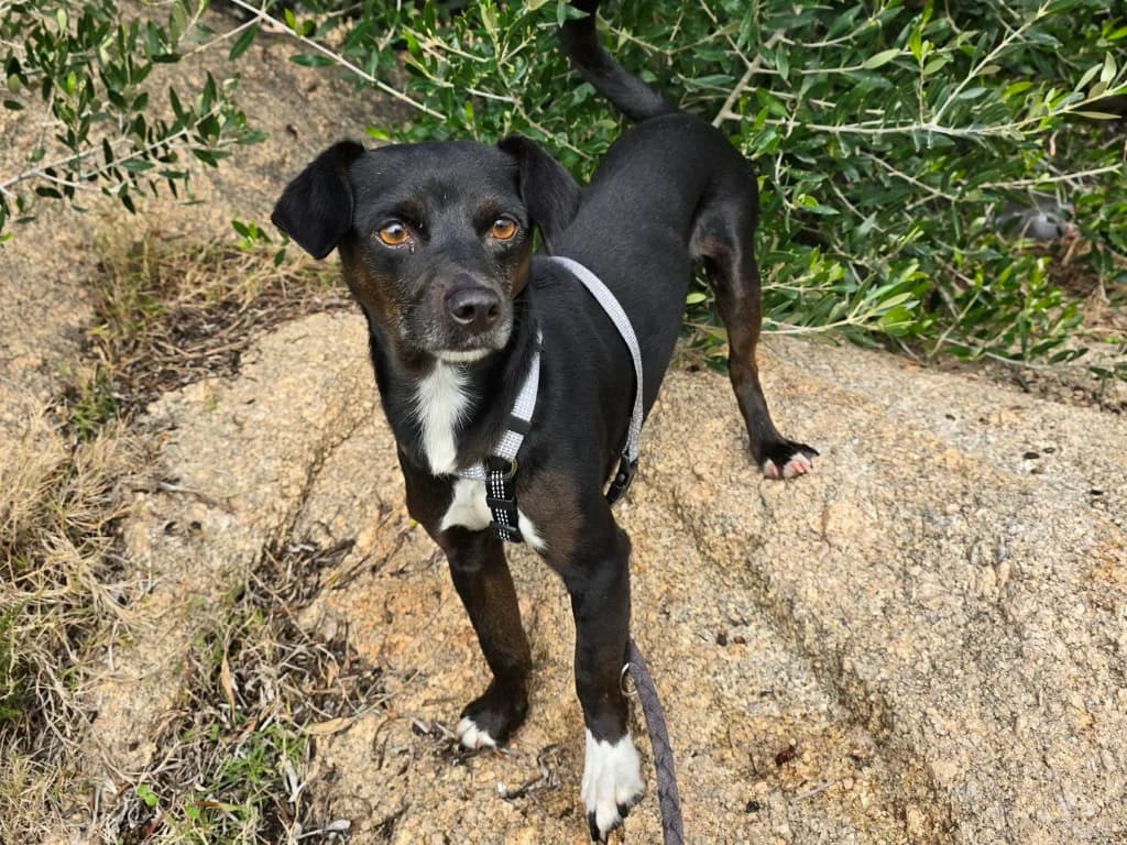 Nerino, male Mixed Breed for adoption at Tierschutzverein Furbys FellFreunde, Bornheim