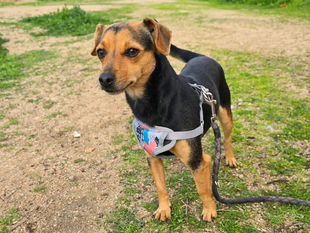 Charlotte, female Mixed Breed for adoption at Tierschutzverein Furbys FellFreunde, Bornheim