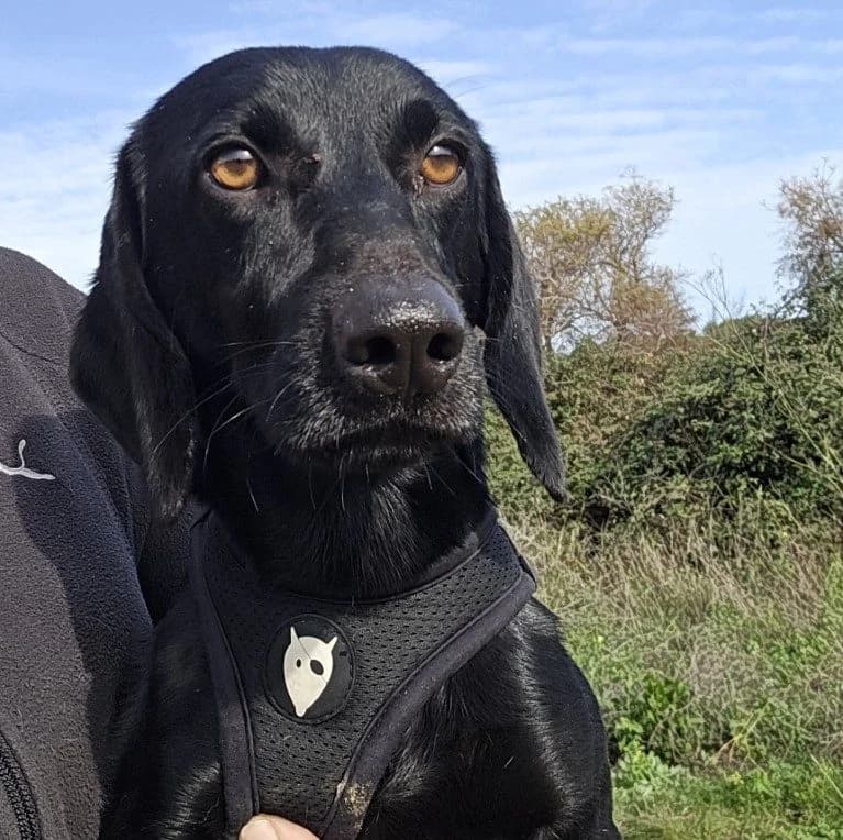 Cinque, male Dachshund for adoption at Tierschutzverein Furbys FellFreunde, Bornheim