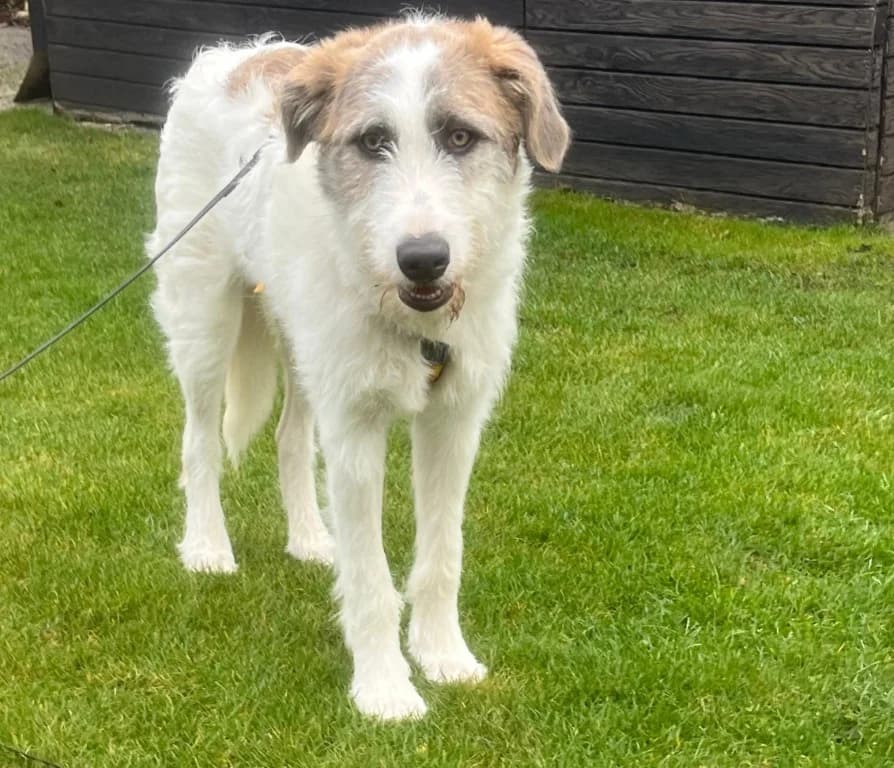 Anton, male Mixed Breed for adoption at Tierschutzverein Furbys FellFreunde, Bornheim