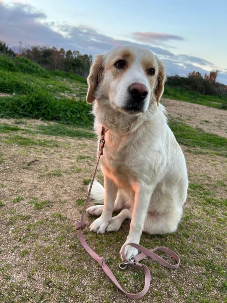 Naya, female Golden Retriever for adoption at Tierschutzverein Furbys FellFreunde, Bornheim