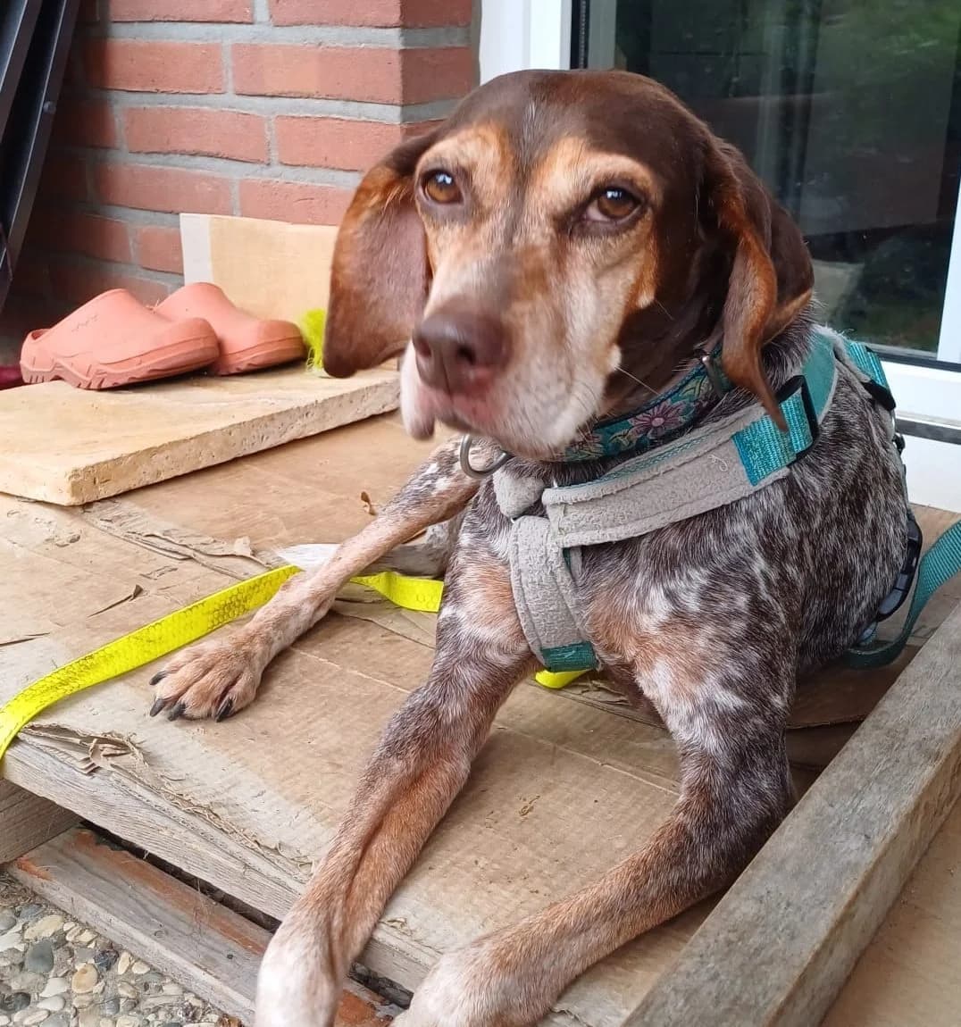 Patty, female senior Mixed Breed for adoption at Tierschutzverein Furbys FellFreunde, Bornheim