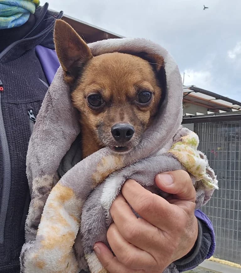 Piccolino, male Chihuahua for adoption at Tierschutzverein Furbys FellFreunde, Bornheim
