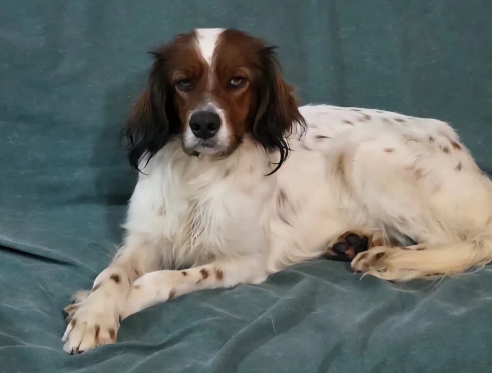 Brex, male Brittany Spaniel for adoption at Tierschutzverein Furbys FellFreunde, Bornheim
