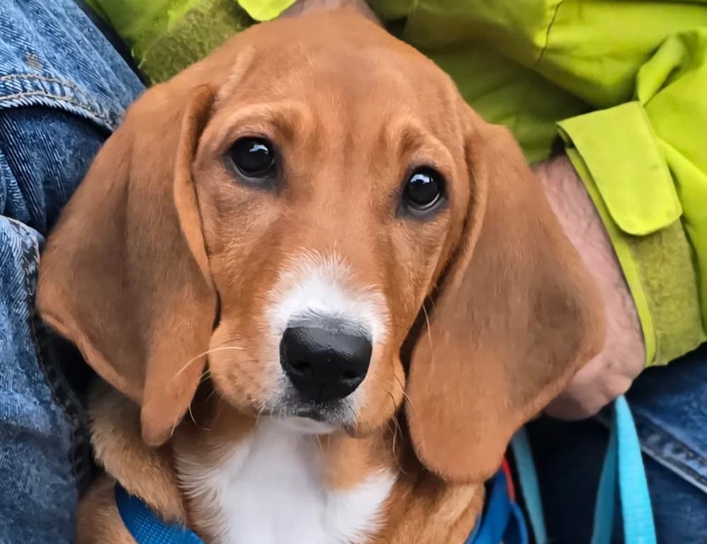 Nala Piccola, female puppy Mixed Breed for adoption at Tierschutzverein Furbys FellFreunde, Bornheim
