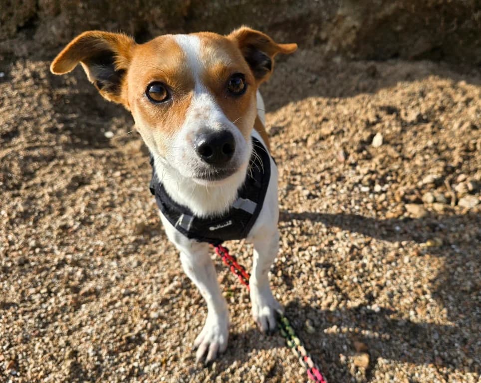Dino, male Mixed Breed for adoption at Tierschutzverein Furbys FellFreunde, Bornheim