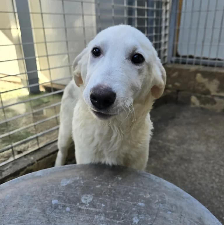 Kate, female puppy Labrador Retriever for adoption at Tierschutzverein Furbys FellFreunde, Bornheim