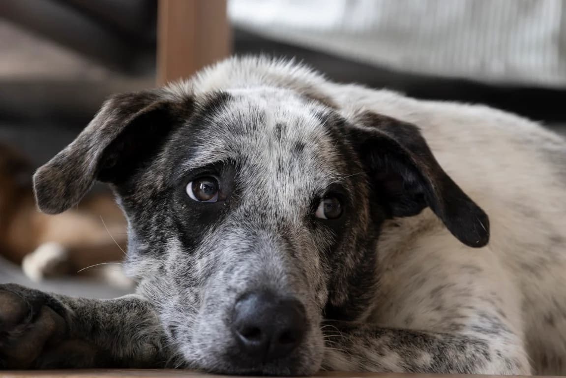 Clarita, female puppy Mixed Breed for adoption at Tierschutzverein Furbys FellFreunde, Bornheim