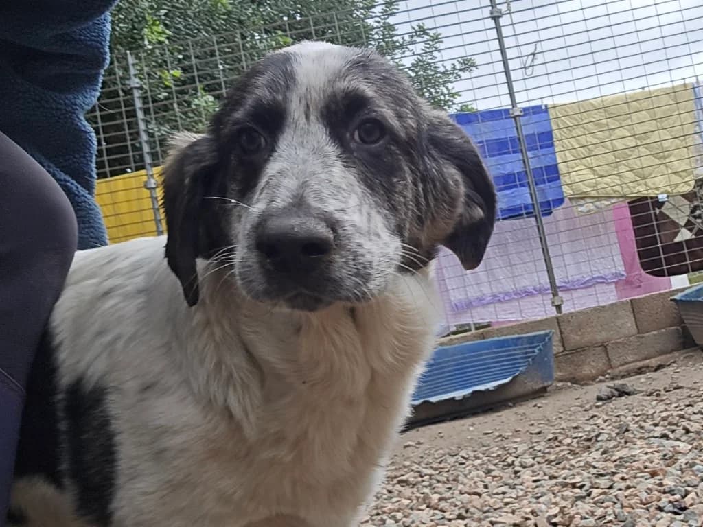 Cassian, male puppy Labrador Retriever for adoption at Tierschutzverein Furbys FellFreunde, Bornheim