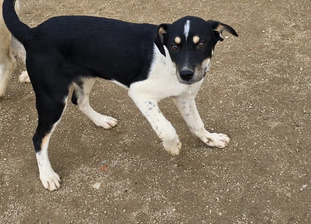 Argo, weiß male puppy Mixed Breed for adoption at Tierschutzverein Furbys FellFreunde, Bornheim