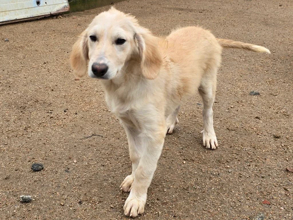 Cameron, male puppy Labrador Retriever for adoption at Tierschutzverein Furbys FellFreunde, Bornheim