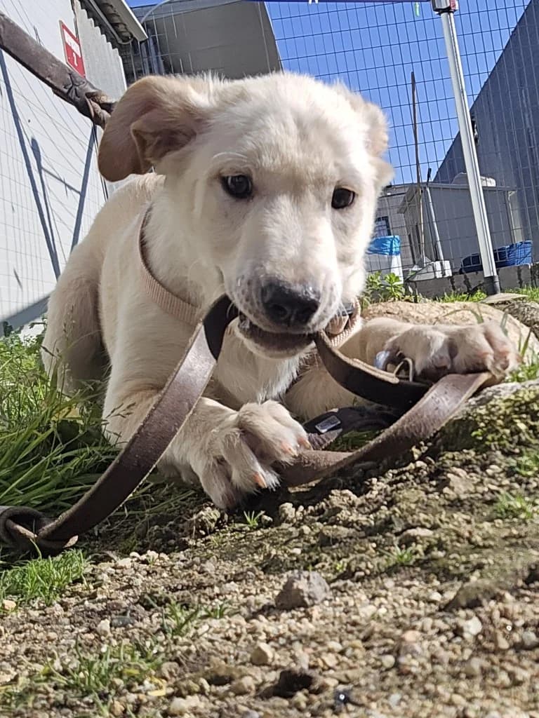 Fidor, male puppy Labrador Retriever for adoption at Tierschutzverein Furbys FellFreunde, Bornheim