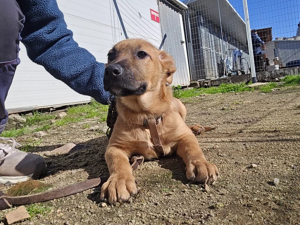Fritz, cremefarben male puppy Labrador Retriever for adoption at Tierschutzverein Furbys FellFreunde, Bornheim