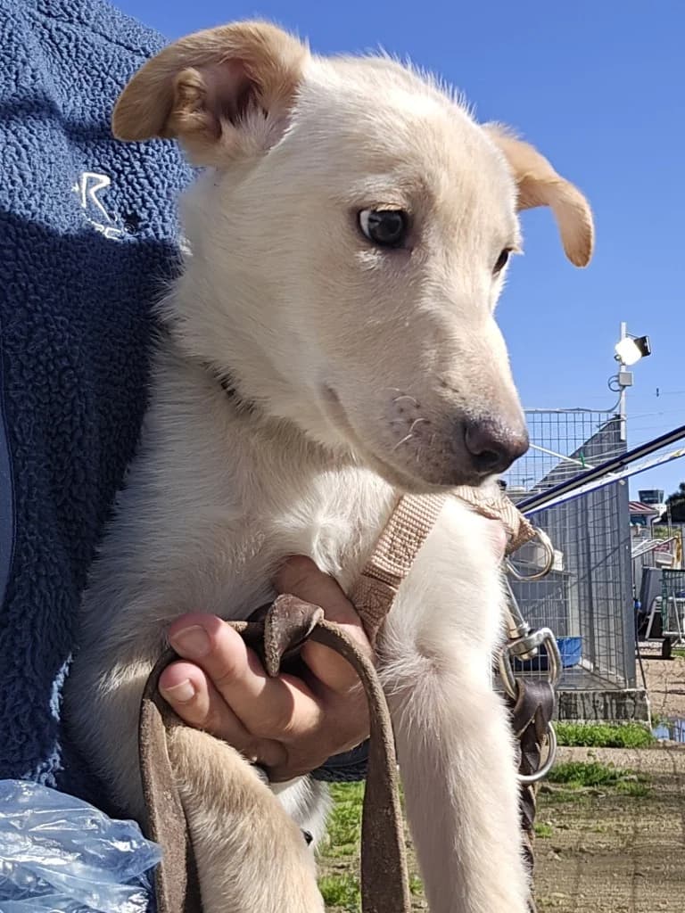 Fiamma, female puppy Labrador Retriever for adoption at Tierschutzverein Furbys FellFreunde, Bornheim