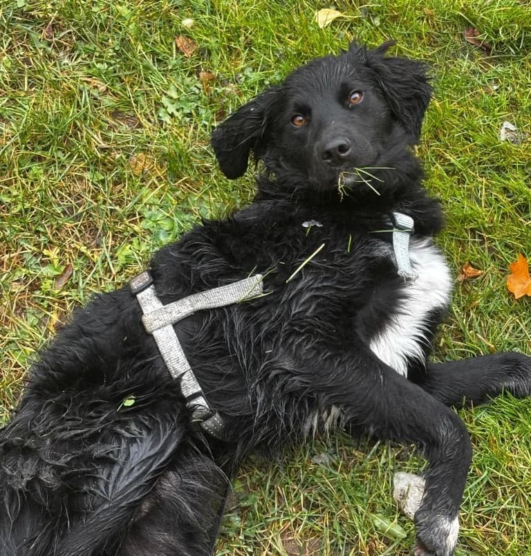 Vincent, male Mixed Breed for adoption at Tierschutzverein Furbys FellFreunde, Bornheim