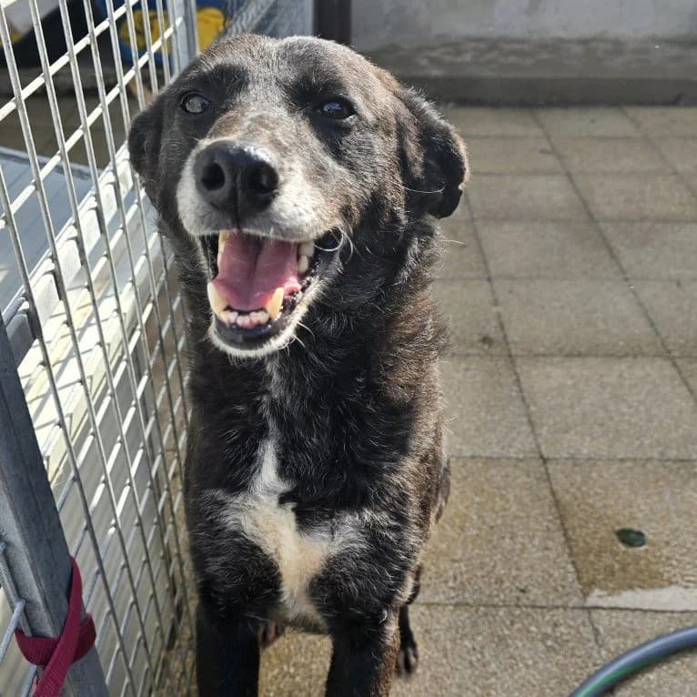 Ena, female puppy Mixed Breed for adoption at Tierschutzverein Furbys FellFreunde, Bornheim