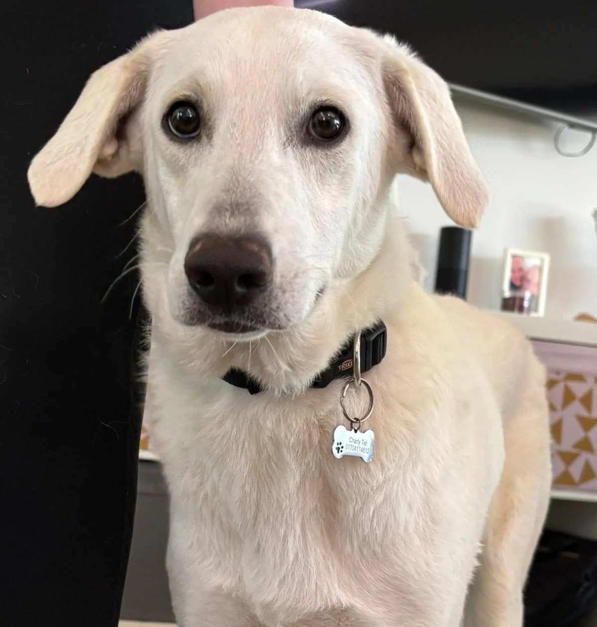 Chaya, female Labrador Retriever for adoption at Tierschutzverein Furbys FellFreunde, Bornheim