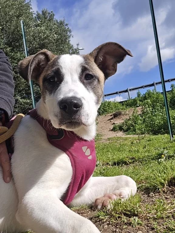 Nicolina, female puppy Mixed Breed for adoption at Tierschutzverein Furbys FellFreunde, Bornheim