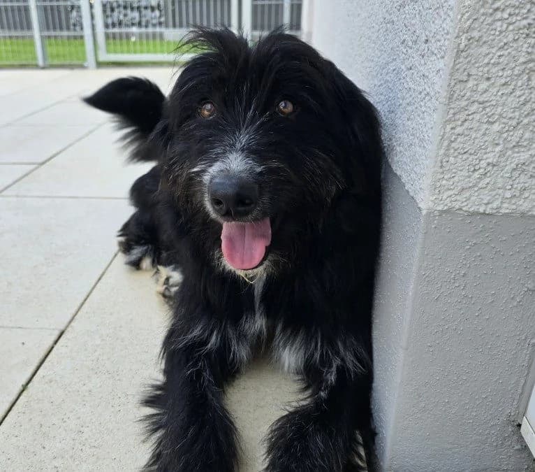Pumba, male puppy Mixed Breed for adoption at Tierschutzverein Furbys FellFreunde, Bornheim