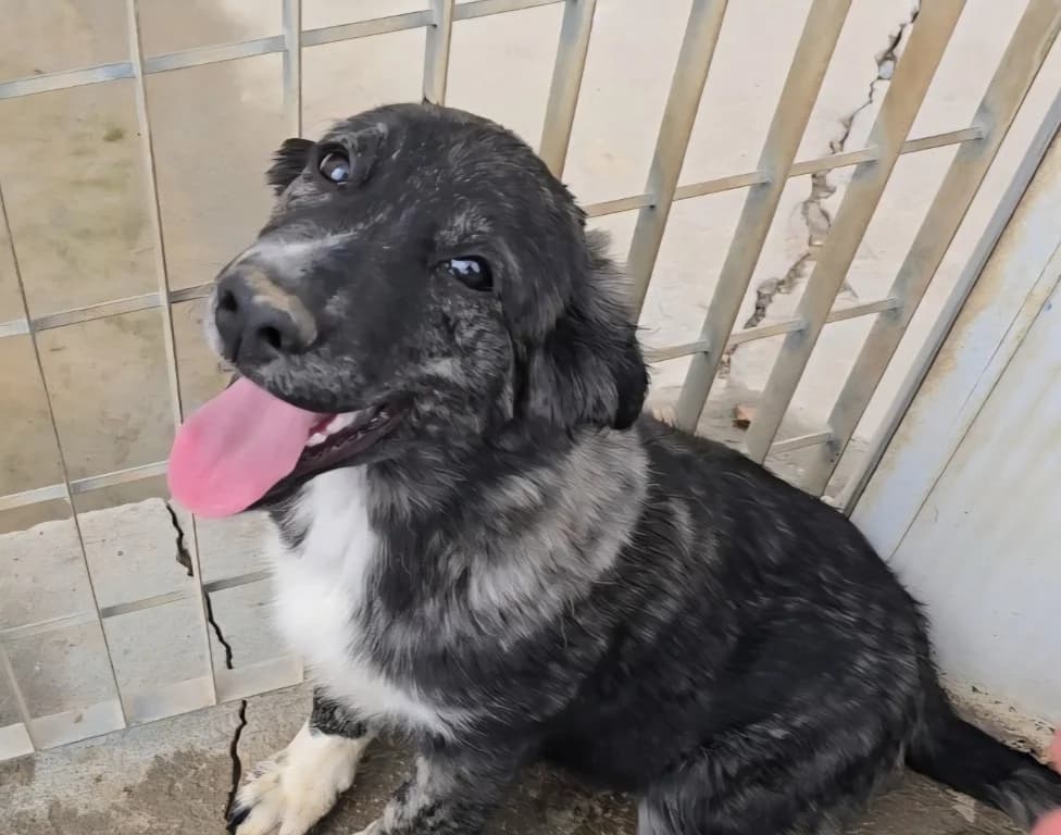 Pesca, female puppy Mixed Breed for adoption at Tierschutzverein Furbys FellFreunde, Bornheim