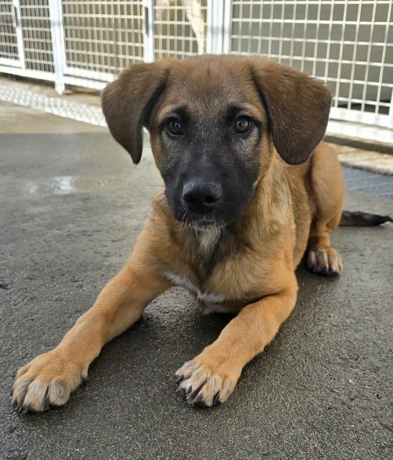 Vento, male puppy Mixed Breed for adoption at Tierschutzverein Furbys FellFreunde, Bornheim