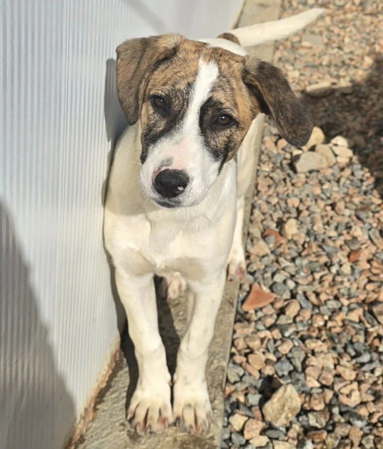 Ave, female puppy Mixed Breed for adoption at Tierschutzverein Furbys FellFreunde, Bornheim