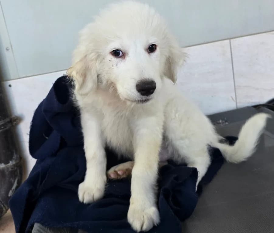 Silvestrino, male puppy Mixed Breed for adoption at Tierschutzverein Furbys FellFreunde, Bornheim