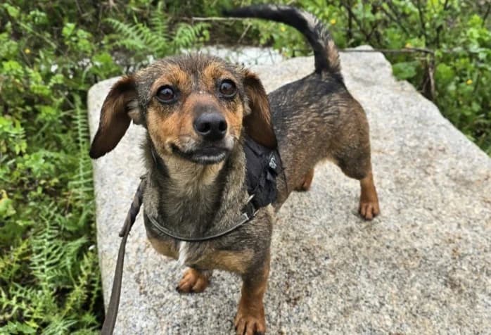Monica, female Dachshund for adoption at Tierschutzverein Furbys FellFreunde, Bornheim