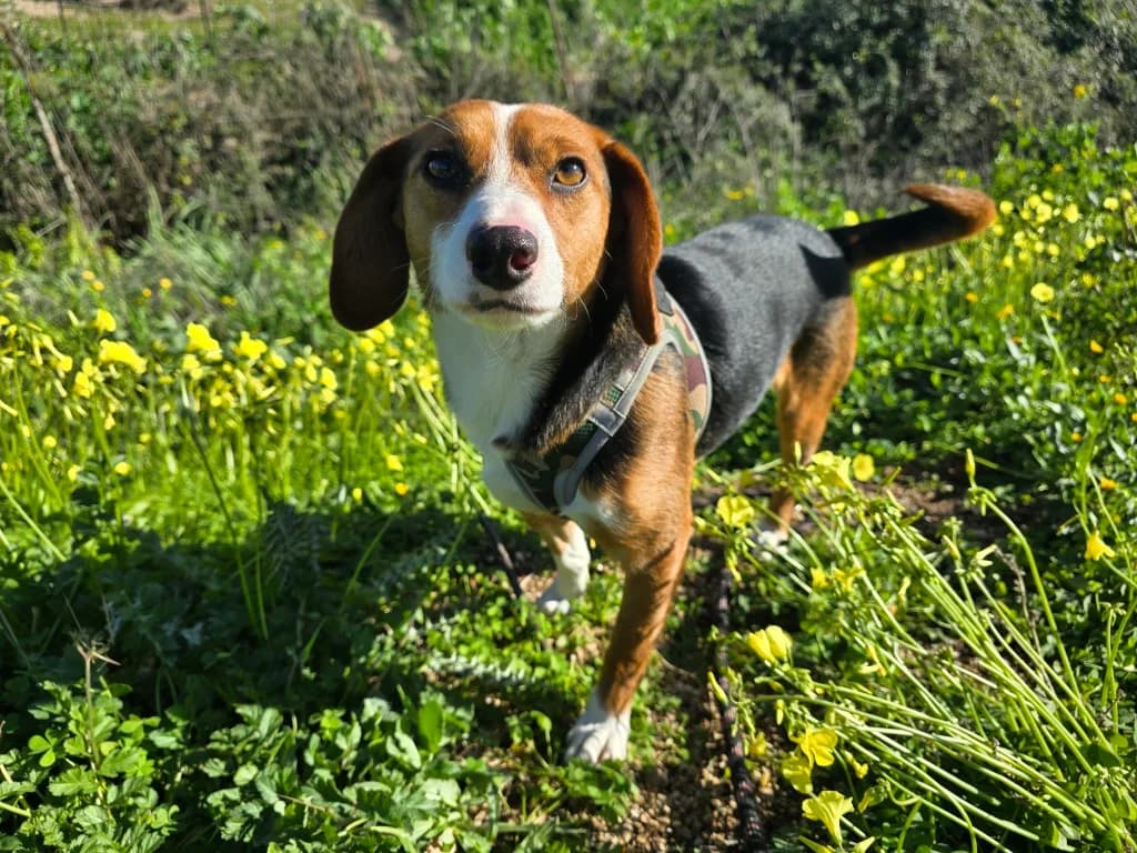 Macchia, male Beagle for adoption at Tierschutzverein Furbys FellFreunde, Bornheim
